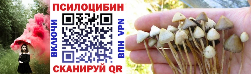 Псилоцибиновые грибы Psilocybe  блэк спрут вход  Маркс 